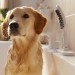 HG Hundeduschbrause 150 3jet DogShower mattweiss