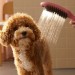 HG Hundeduschbrause 150 3jet DogShower pink